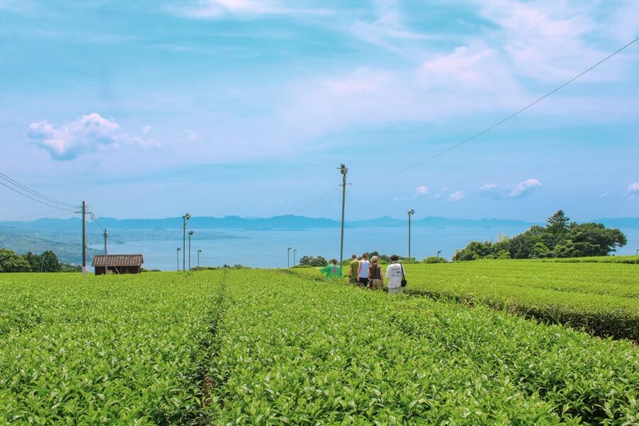 Nagasaki: Explore Japanese Teas on a Tea Tour - The Sonogi fields and Omura Bay view