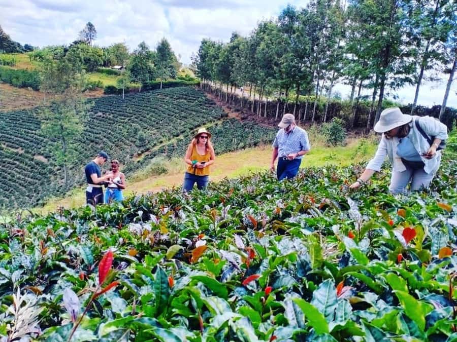 Nairobi: Purple Tea Farm Gatura Greens Day Trip - Key reasons this day trip earns attention