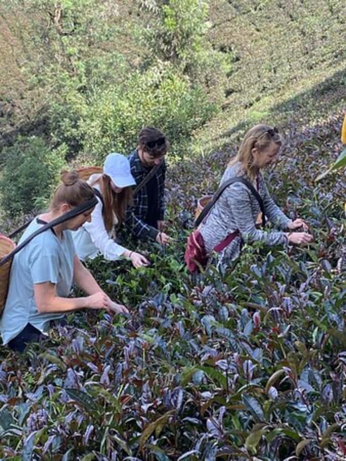 Nairobi: Purple Tea Farm Gatura Greens Day Trip - Practical tips for a smoother visit