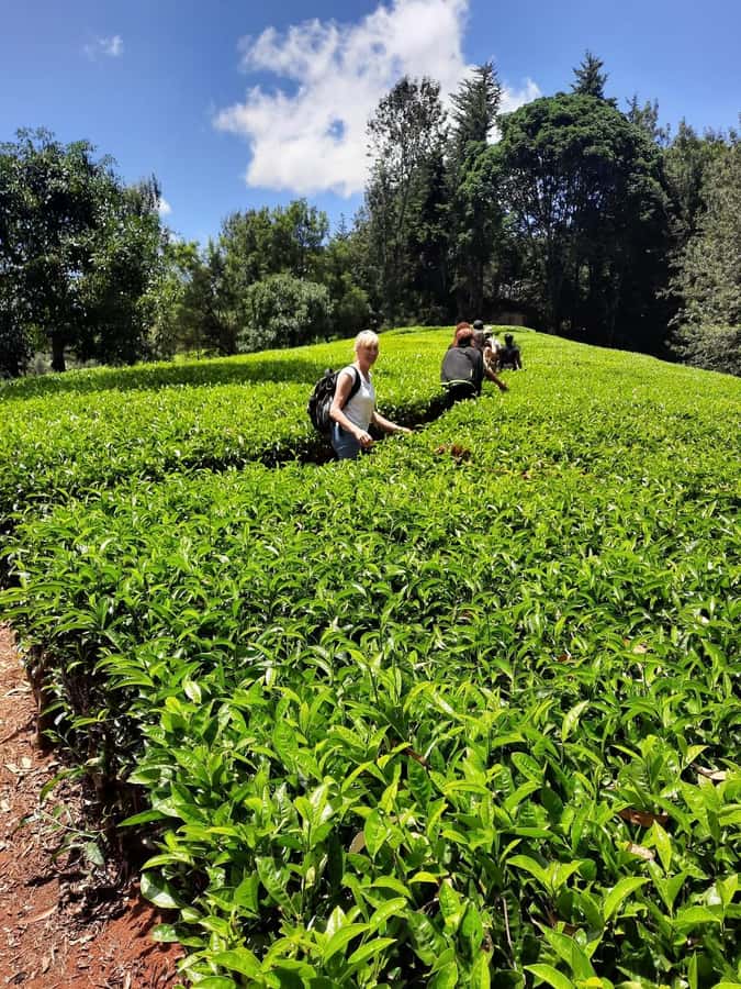 Nairobi: Tea Farm Day Trip with Lunch at kiambethu - Leaving Nairobi for Kiambethu Tea Farm