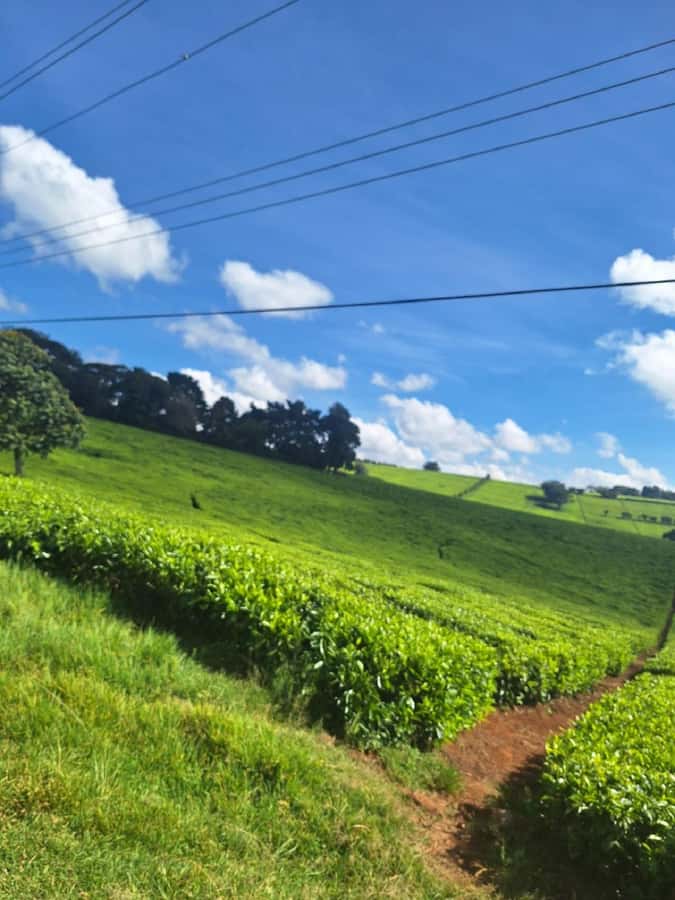 Nairobi: Tea Farm Day Trip with Lunch at kiambethu - Picking tea among the fields