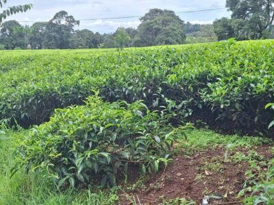 Tea Farm Day Trip with Lunch at kiambethu