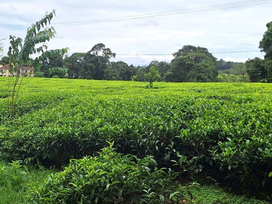 Nairobi: Tea Farm Day Trip with Lunch at kiambethu - Indigenous forest, waterfall, and gardens