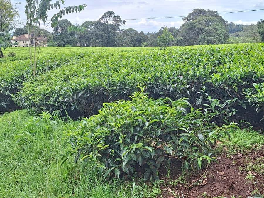 Nairobi: Tea Farm Day Trip with Lunch at kiambethu - Bonfire time and the end of the farm visit
