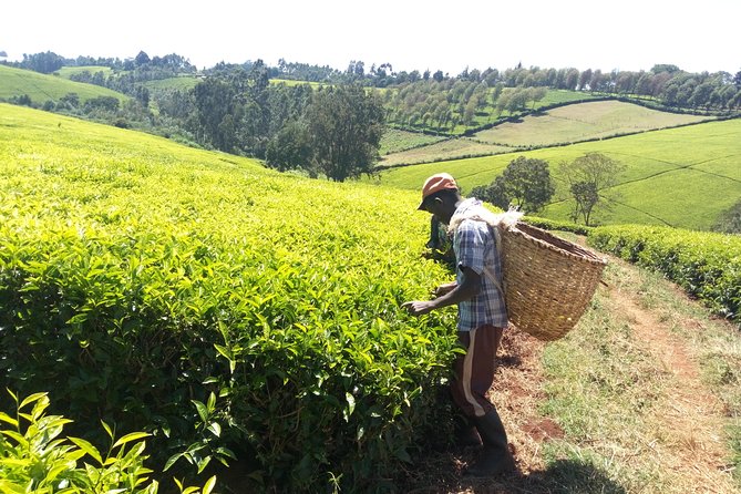 Nairobi to Kiambethu Tea Farm Tour - A Three-Course Lunch Above the Tea Fields