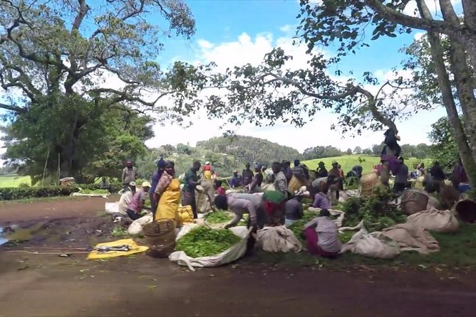 Nairobi to Kiambethu Tea Farm Tour - How the Private Format Changes the Day