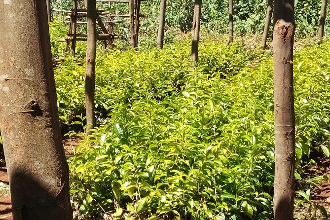 Nairobi to Kiambethu Tea Farm Tour - Is $108 a Fair Price?