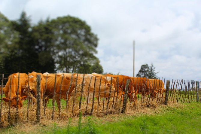 Nairobi to Kiambethu Tea Farm Tour - Who Will Enjoy This Tea Farm Day?