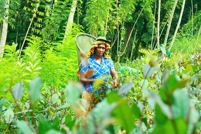 Nandana Tea Walking Tour in Sri Lanka - Who should book this tea experience?
