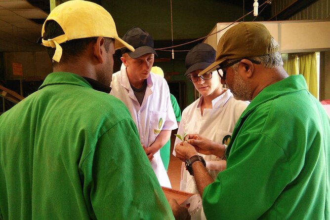Nandana Tea Walking Tour in Sri Lanka - Timing, weather, and booking details