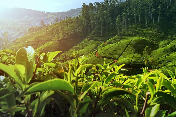 Nuwara Eliya: All Inclusive Horton Plains & Tea Plucking Day Trip - Why this Nuwara Eliya day trip works