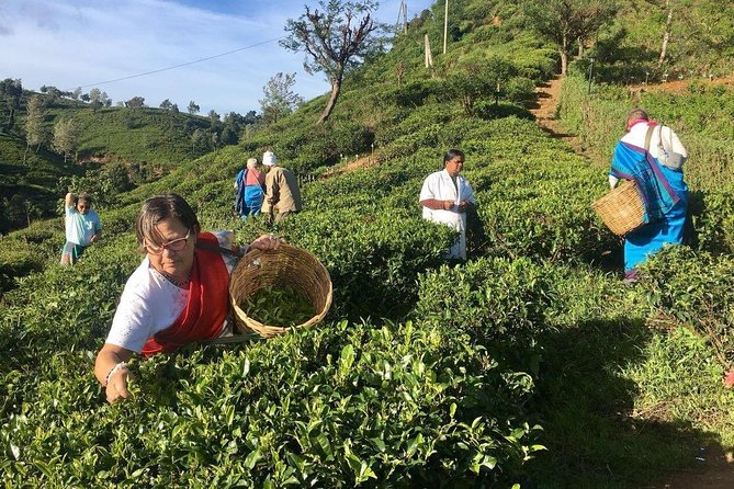 Nuwara Eliya: All Inclusive Horton Plains & Tea Plucking Day Trip - Guide service and group size