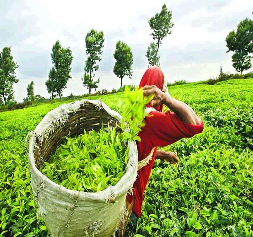 Nuwara Eliya: Tea Factory and Pickle Waterfalls Tuk Tuk Tour - Key points at a glance