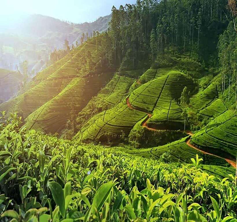 Nuwara Eliya: Tea Factory and Pickle Waterfalls Tuk Tuk Tour - Damro Labookellie: where tea becomes real