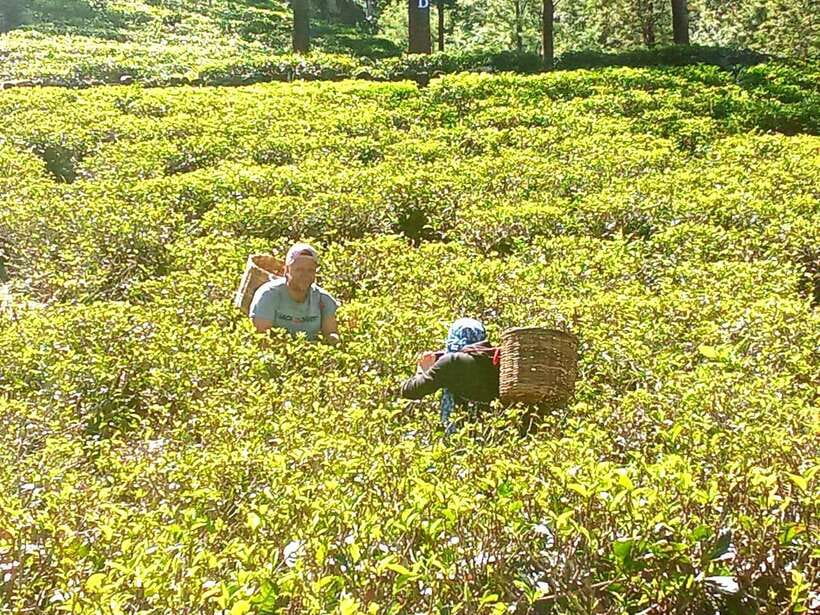 Nuwara Eliya: Tea Factory and Pickle Waterfalls Tuk Tuk Tour - Blue Field Tea Factory and tea tasting