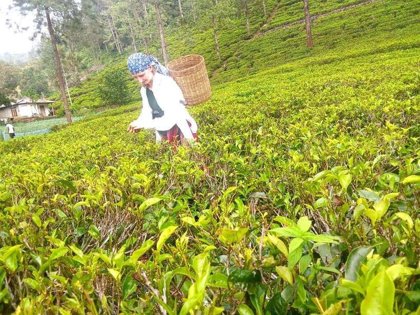 Nuwara Eliya: Tea Factory and Pickle Waterfalls Tuk Tuk Tour - The drive is part of the experience