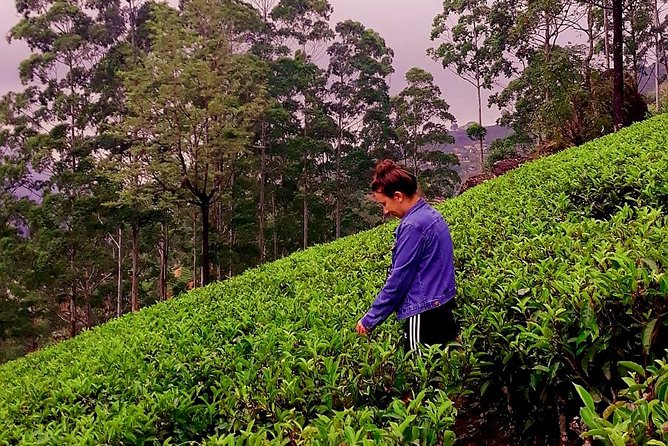 Nuwara Eliya Tea factory and waterfall tour - Blue Field Tea Factory closes the circuit