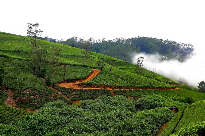 Nuwara Eliya Tea factory and waterfall tour - What the private format adds to the price