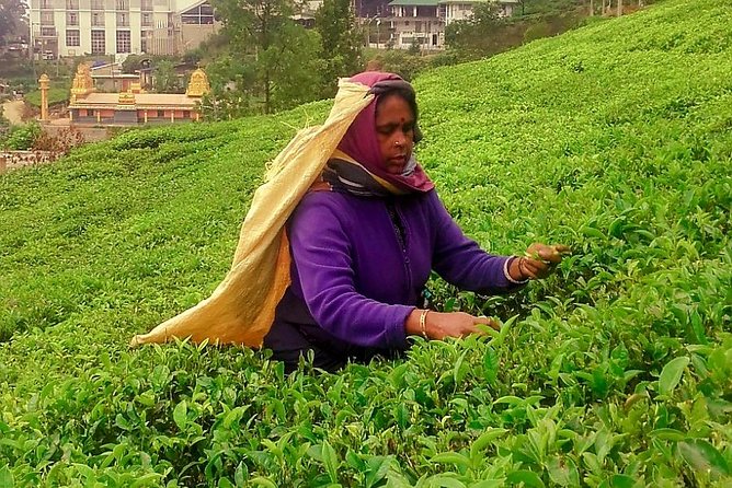 Nuwara Eliya Tea factory and waterfall tour - Timing, weather, and what to bring