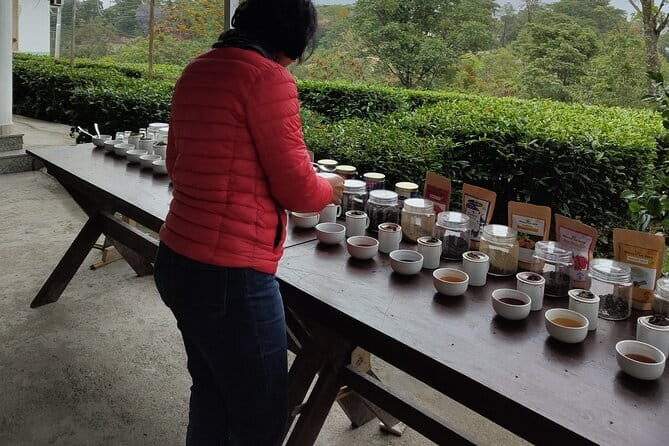 Palampur Tea Garden Tour - Walking through the Palampur tea gardens