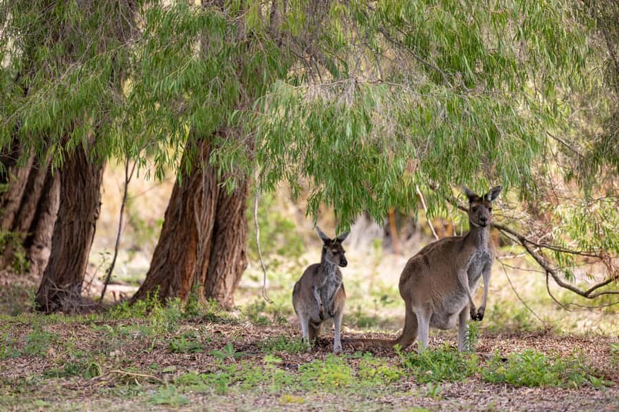 Perth: Pinnacles Desert Lobster Tour with Morning Tea - Is the $116 price fair?