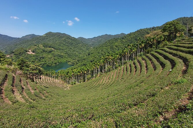 Pinglin Tea Culture & Maokong Day Tour from Taipei - Why this nine-hour outing works