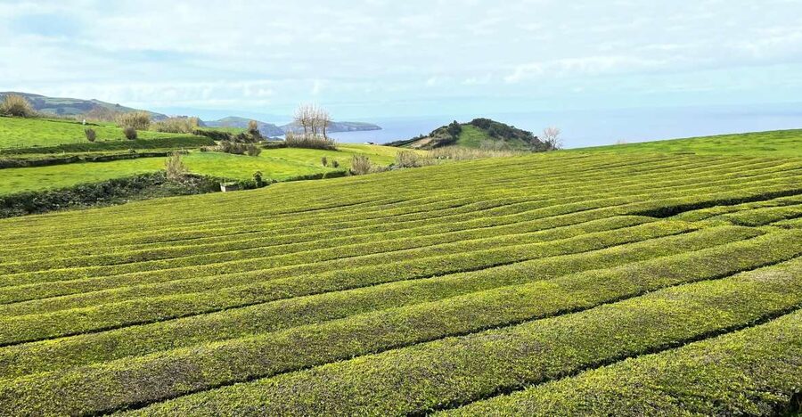 Privat van tour Furnas valley, Gorreana tea – islands gems - Steam and volcanic ground at Furnas