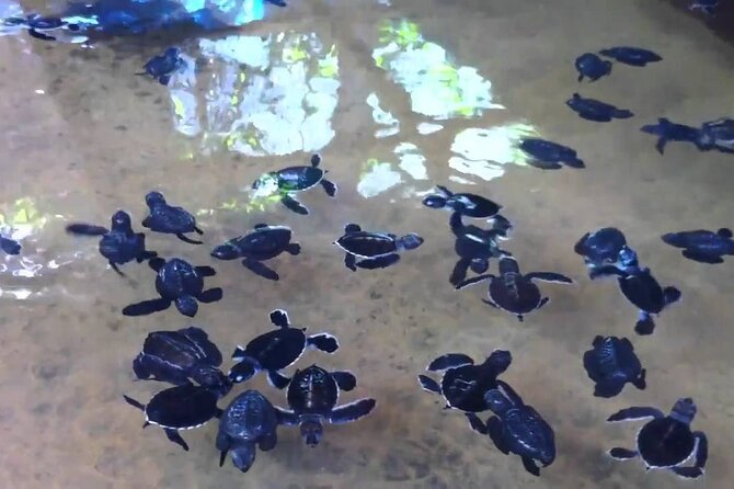 Private Galle Day Tour with Boat Safari & Tea Factory Visit - All Inclusive - Turtle hatchery: a close look at conservation