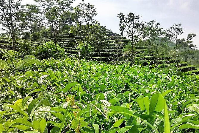 Private Half-Day Tea Village Discovery with lunch in Yogyakarta - A working village plantation, not a showroom