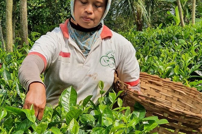 Private Half-Day Tea Village Discovery with lunch in Yogyakarta - Picking the leaves by hand