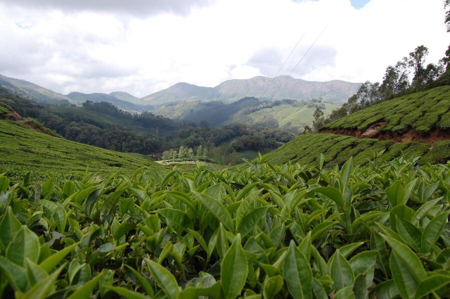 Private Munnar Tea Trek - Is $14 good value?