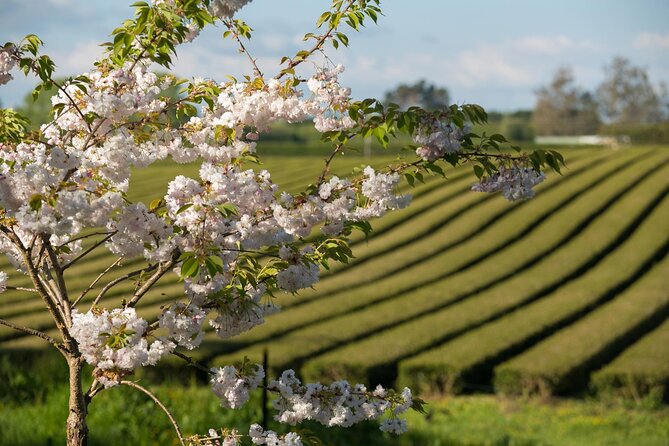 Private tour from Auckland - Waitomo Glowworm Caves, Zealong Tea & Kiwi Bird - A full Waikato day from Auckland