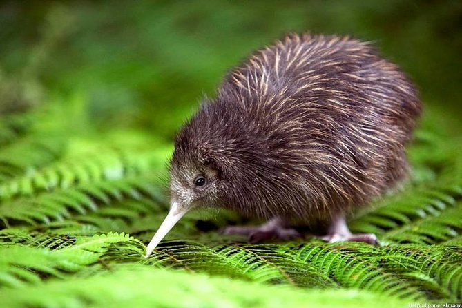 Private tour from Auckland - Waitomo Glowworm Caves, Zealong Tea & Kiwi Bird - Otorohanga Kiwi House for native wildlife