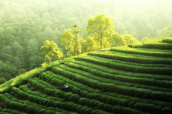 Private Tour Hangzhou West Lake and Tea Fields Discovery - Why this Hangzhou day works so well