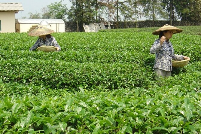 Private Tour: Yao Mountain and Tea Plantation from Guilin - Is $84.22 per person good value?