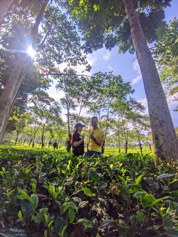Private Trip Malang/Surabaya : Tour Tea Plantation Wonosari - Key points to know before booking