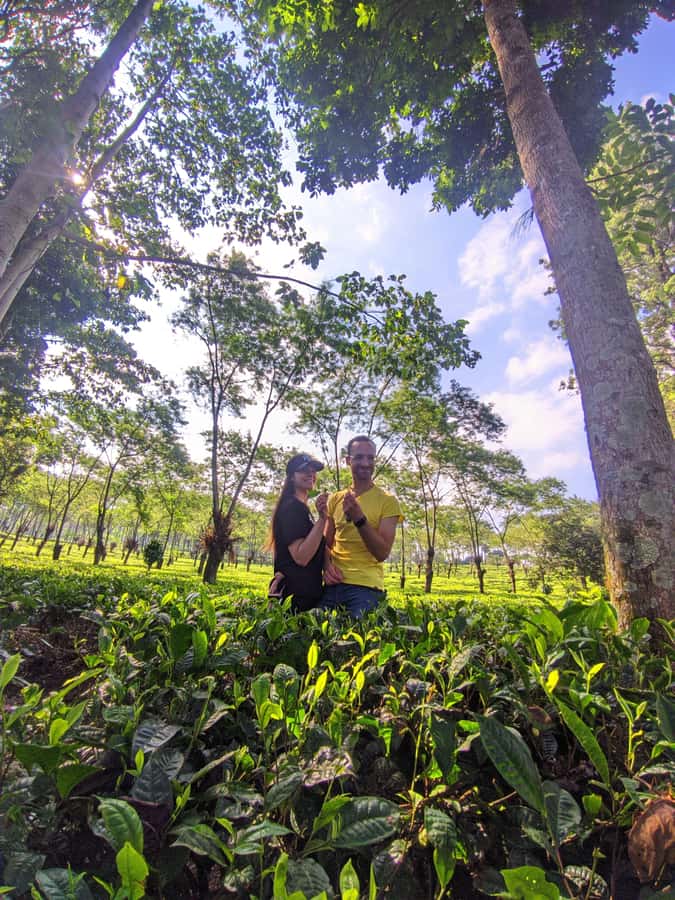 Private Trip Malang/Surabaya : Tour Tea Plantation Wonosari - A quiet tea garden 30 kilometers from Malang