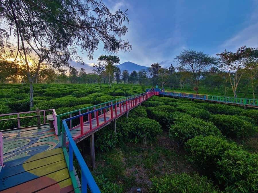Private Trip Malang/Surabaya : Tour Tea Plantation Wonosari - Tea tasting at the end