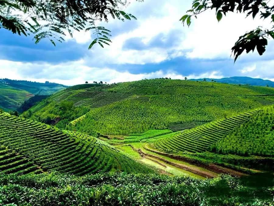 Puer Tea Picking and Tasting | 6 Hour Morning Trip - Quick reasons to choose this tea outing