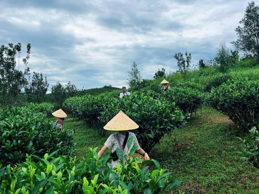 Puer Tea Picking and Tasting | 6 Hour Morning Trip - Picking leaves with local guidance