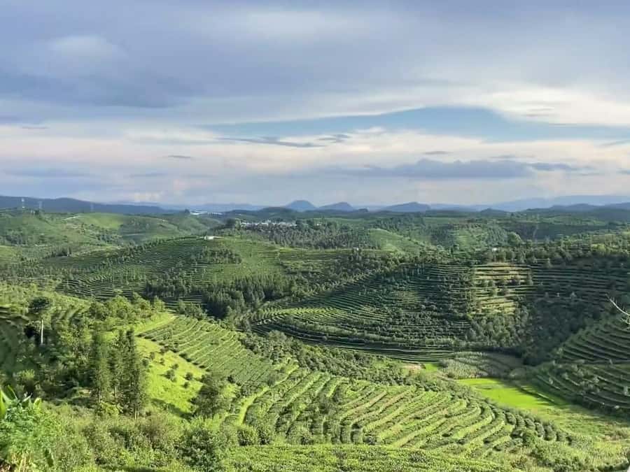Puer Tea Picking and Tasting | 6 Hour Morning Trip - Walking through the Pu’er tea fields