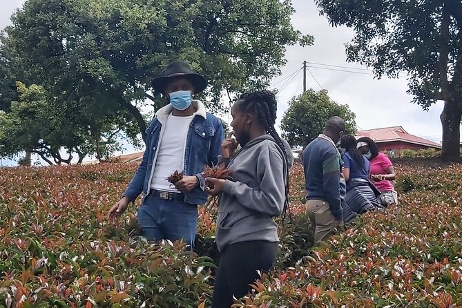 Purple Tea Farm Tour from Nairobi City - Specialty Tea Tasting - Key points to know before you book