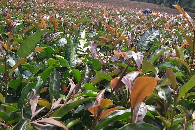 Purple Tea Farm Tour from Nairobi City - Specialty Tea Tasting - Meeting the family at the Gatanga farmhouse