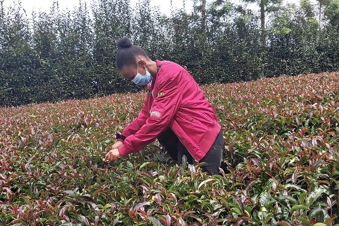 Purple Tea Farm Tour from Nairobi City - Specialty Tea Tasting - Seeing traditional orthodox tea processing
