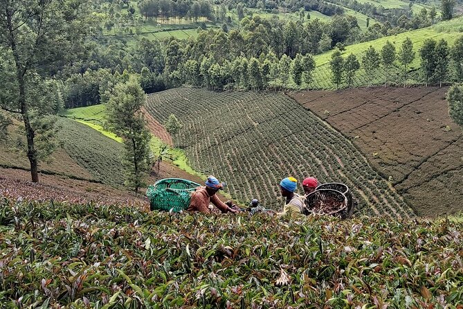 Purple Tea Farm Tour from Nairobi City - Specialty Tea Tasting - Walking the nature trail to the waterfall