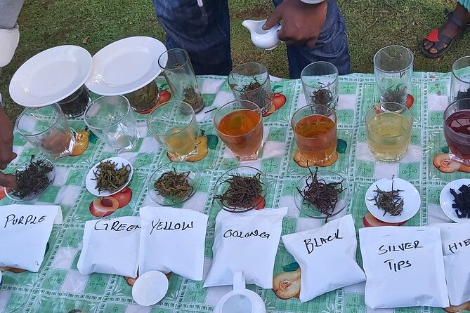Purple Tea Farm Tour from Nairobi City - Specialty Tea Tasting - Comparing purple, green, oolong, and rare tips