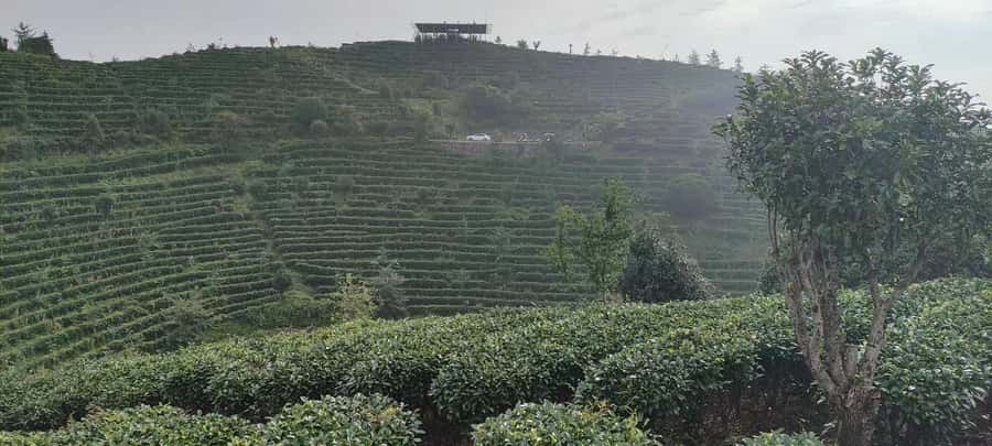 Qixianfeng Tea Plantation Tour in Yangshuo - Learning the Chinese way to prepare tea