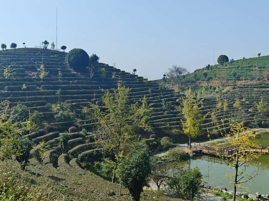 Qixianfeng Tea Plantation Tour in Yangshuo - My verdict on Qixianfeng Tea Plantation