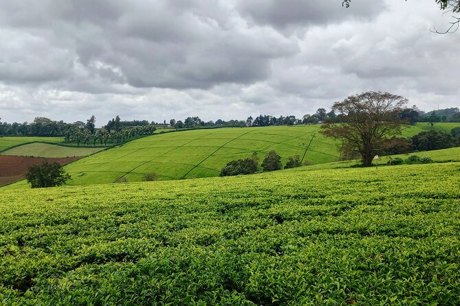 Riara tea farm tour with lunch and tea tasting from Nairobi - Lunch after the farm walk