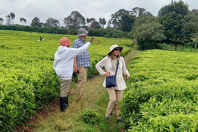 Riara tea farm tour with lunch and tea tasting from Nairobi - What the private format changes